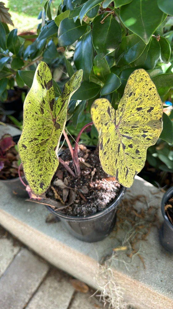 Elephant Ear Mojito Live Plant - Alocasia Mojito - Potted Houseplant - Image 2