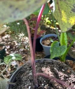 Elephant Ear Mojito Live Plant - Alocasia Mojito - Potted Houseplant - Image 3