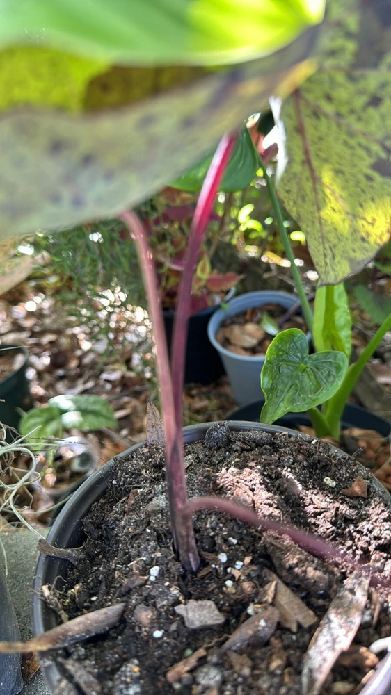 Elephant Ear Mojito Live Plant - Alocasia Mojito - Potted Houseplant - Image 3