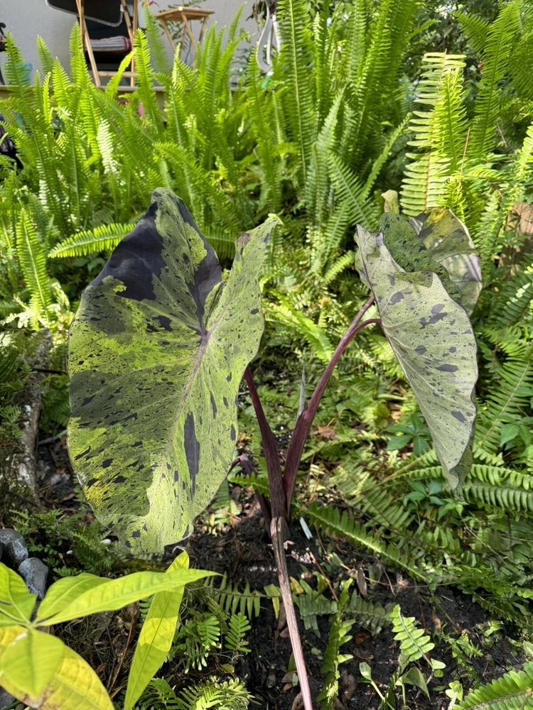 Elephant Ear Mojito Live Plant - Alocasia Mojito - Potted Houseplant - Image 4