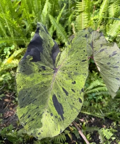 Elephant Ear Mojito Live Plant - Alocasia Mojito - Potted Houseplant - Image 5