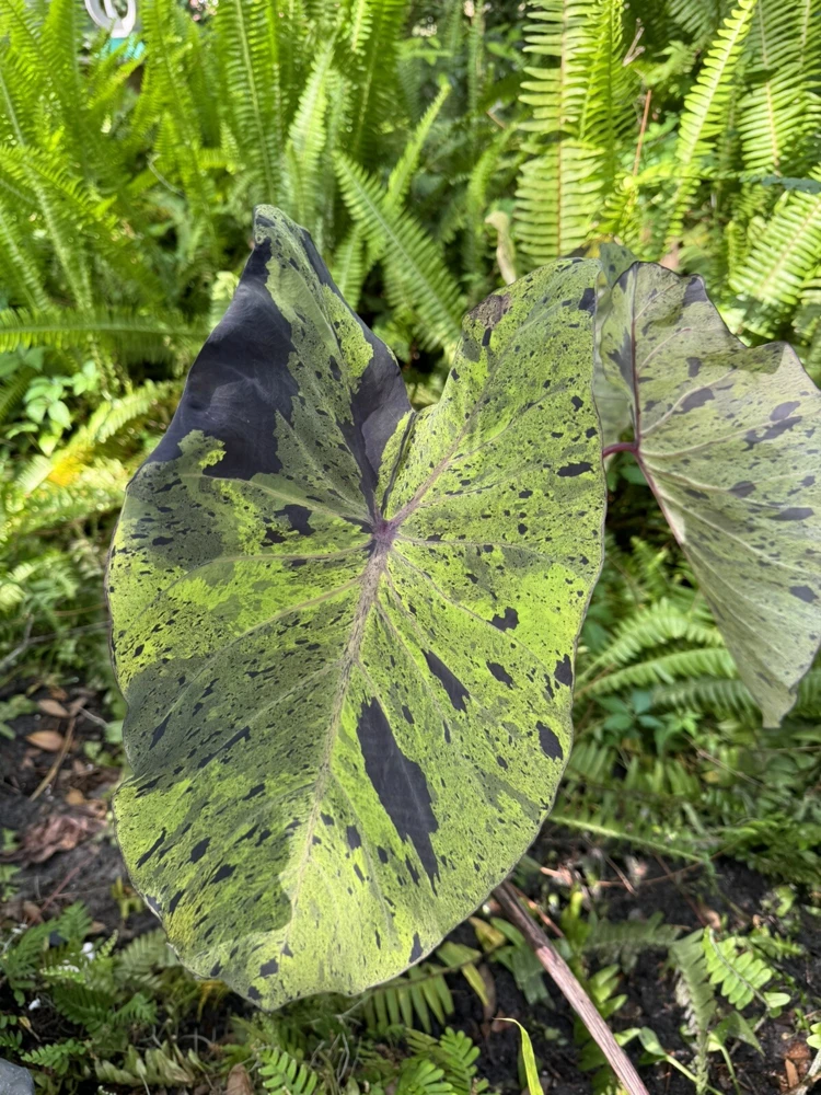 Elephant Ear Mojito Live Plant - Alocasia Mojito - Potted Houseplant - Image 5