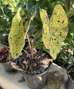 Elephant Ear Mojito Live Plant - Alocasia Mojito - Potted Houseplant - Image 6