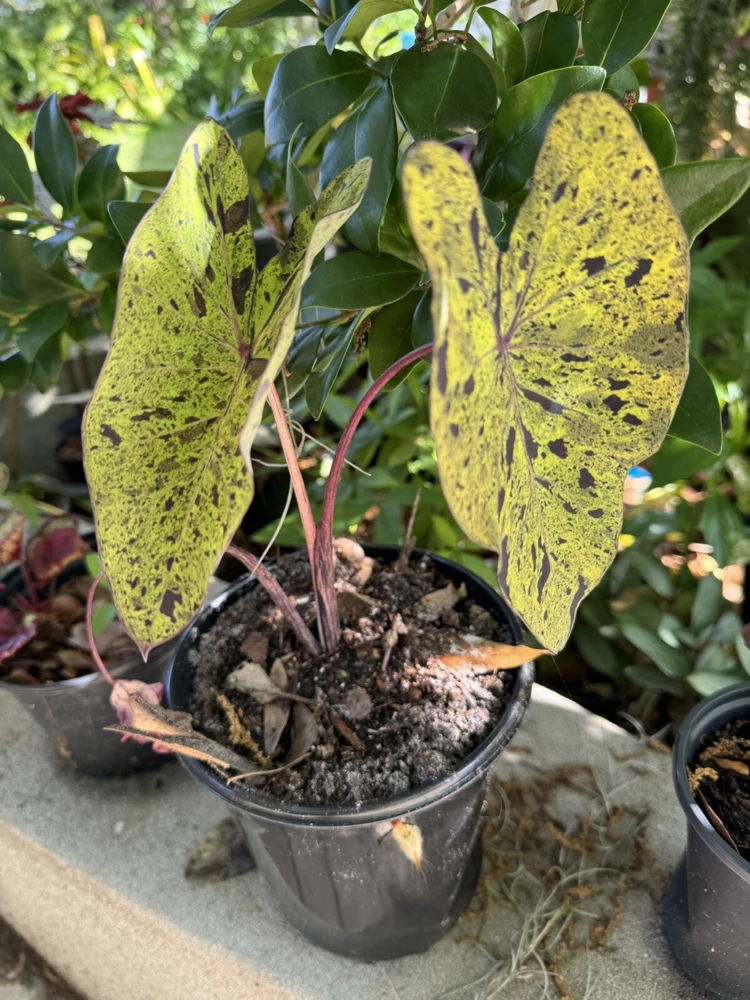 Elephant Ear Mojito Live Plant - Alocasia Mojito - Potted Houseplant - Image 6