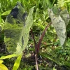 Elephant Ear Mojito Live Plant - Alocasia Mojito - Potted Houseplant - Image 1