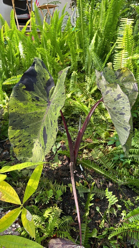 Elephant Ear Mojito Live Plant - Alocasia Mojito - Potted Houseplant - Image 1
