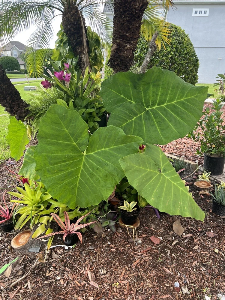 Elephant Ear Plant Live - Tropical Alocasia Potted Houseplant - Image 1