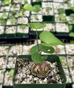 Elephant's Foot Live Plant - Dioscorea Elephantipes 4