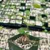 Elephant's Foot Live Plant - Dioscorea Elephantipes 4" Pot - Rare Caudex - Image 1