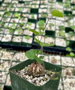 Elephant's Foot Live Plant - Dioscorea Elephantipes 4" Pot - Rare Caudex - Image 1