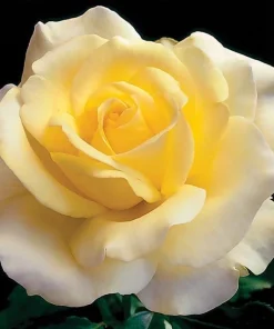 Elina Yellow Light Rose Live Plant - 4-6 Inch Hybrid Tea Bush - Fragrant Flowers - Image 2
