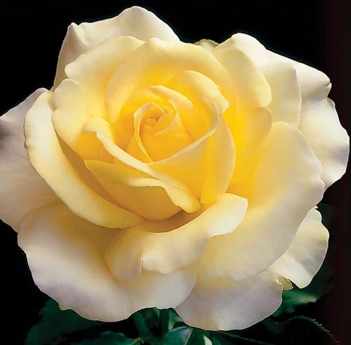 Elina Yellow Light Rose Live Plant - 4-6 Inch Hybrid Tea Bush - Fragrant Flowers - Image 2