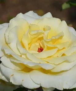 Elina Yellow Light Rose Live Plant - 4-6 Inch Hybrid Tea Bush - Fragrant Flowers - Image 3