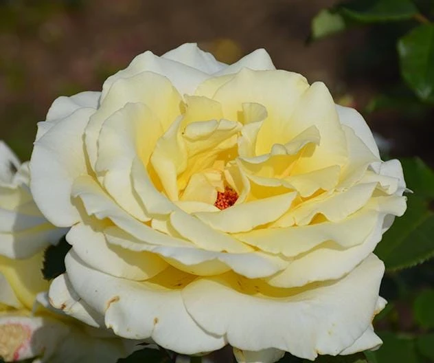 Elina Yellow Light Rose Live Plant - 4-6 Inch Hybrid Tea Bush - Fragrant Flowers - Image 3