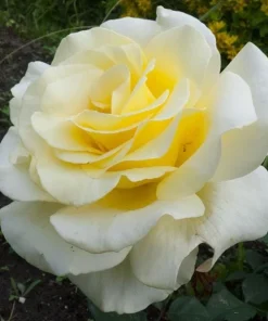 Elina Yellow Light Rose Live Plant - 4-6 Inch Hybrid Tea Bush - Fragrant Flowers - Image 4