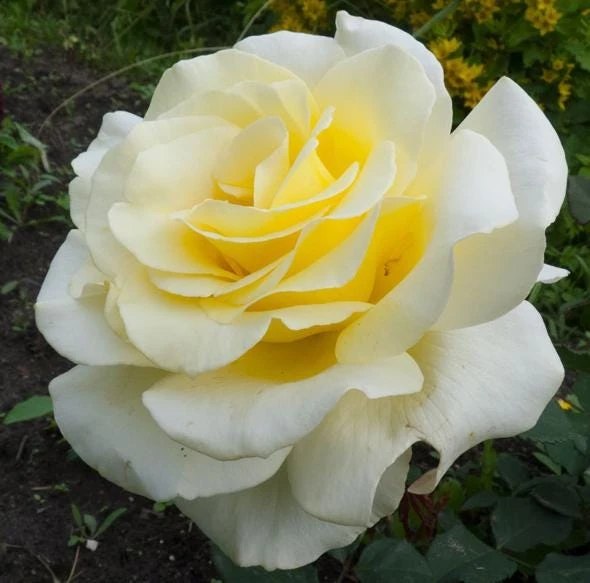 Elina Yellow Light Rose Live Plant - 4-6 Inch Hybrid Tea Bush - Fragrant Flowers - Image 4