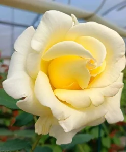 Elina Yellow Light Rose Live Plant - 4-6 Inch Hybrid Tea Bush - Fragrant Flowers - Image 5