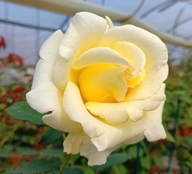 Elina Yellow Light Rose Live Plant - 4-6 Inch Hybrid Tea Bush - Fragrant Flowers - Image 5
