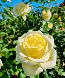 Elina Yellow Light Rose Live Plant - 4-6 Inch Hybrid Tea Bush - Fragrant Flowers - Image 6
