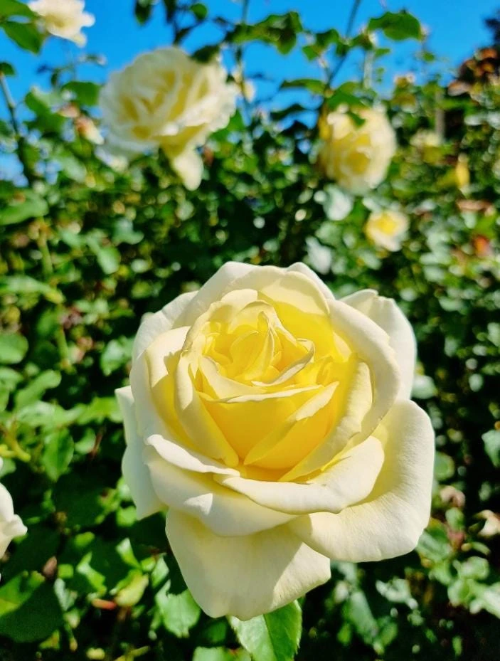 Elina Yellow Light Rose Live Plant - 4-6 Inch Hybrid Tea Bush - Fragrant Flowers - Image 6