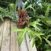 Elkhorn Staghorn Fern Live Plant - Platycerium Hanging Houseplant - Image 1
