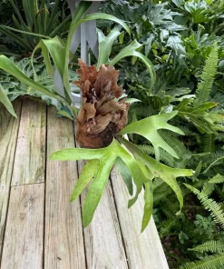 Elkhorn Staghorn Fern Live Plant - Platycerium Hanging Houseplant - Image 1