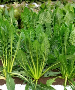 Emerald Catalogna Endive Seeds - 800 Italian Chicory Seeds for Garden - Image 2