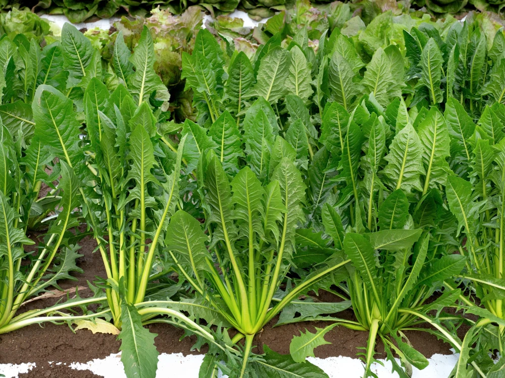 Emerald Catalogna Endive Seeds - 800 Italian Chicory Seeds for Garden - Image 2