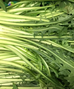 Emerald Catalogna Endive Seeds - 800 Italian Chicory Seeds for Garden - Image 3