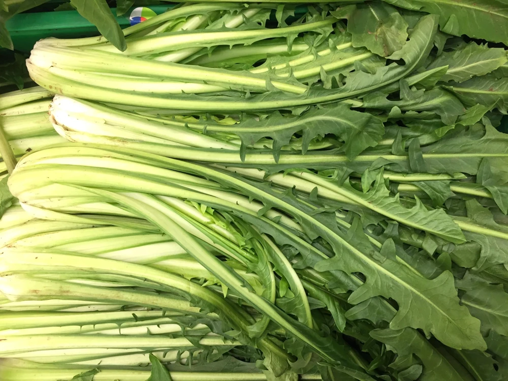 Emerald Catalogna Endive Seeds - 800 Italian Chicory Seeds for Garden - Image 3