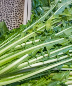 Emerald Catalogna Endive Seeds - 800 Italian Chicory Seeds for Garden - Image 4