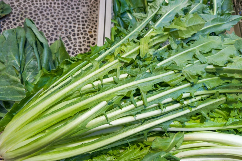 Emerald Catalogna Endive Seeds - 800 Italian Chicory Seeds for Garden - Image 4