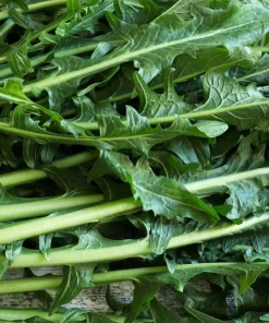 Emerald Catalogna Endive Seeds - 800 Italian Chicory Seeds for Garden - Image 5