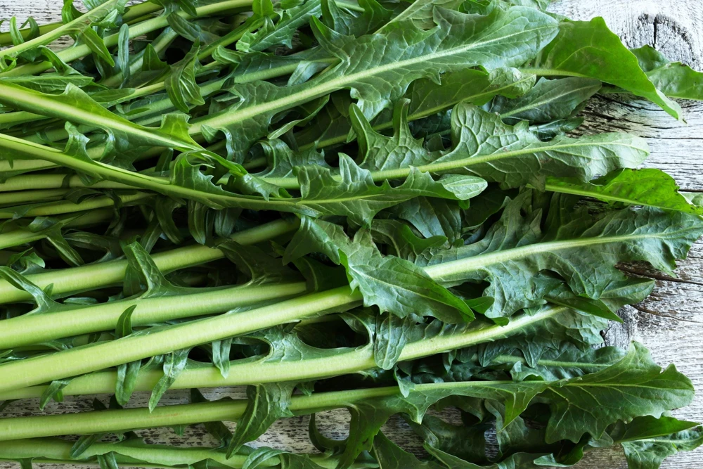 Emerald Catalogna Endive Seeds - 800 Italian Chicory Seeds for Garden - Image 5