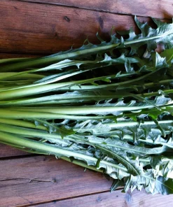 Emerald Catalogna Endive Seeds - 800 Italian Chicory Seeds for Garden - Image 6