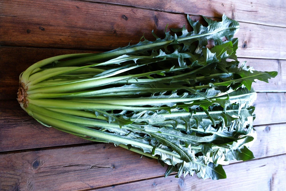Emerald Catalogna Endive Seeds - 800 Italian Chicory Seeds for Garden - Image 6