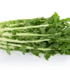 Emerald Catalogna Endive Seeds - 800 Italian Chicory Seeds for Garden - Image 1