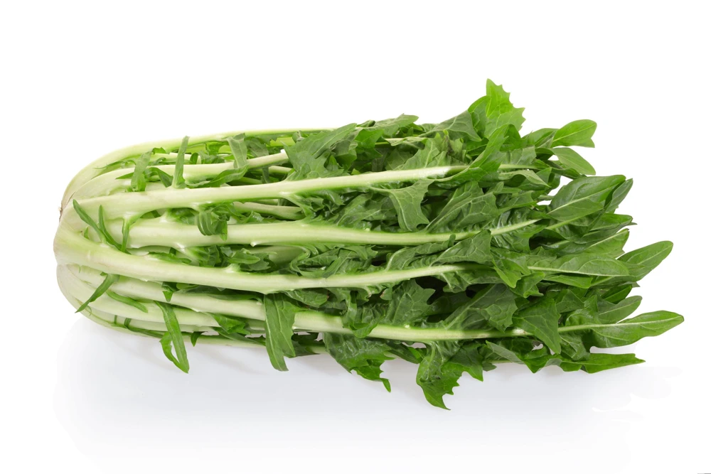 Emerald Catalogna Endive Seeds - 800 Italian Chicory Seeds for Garden - Image 1