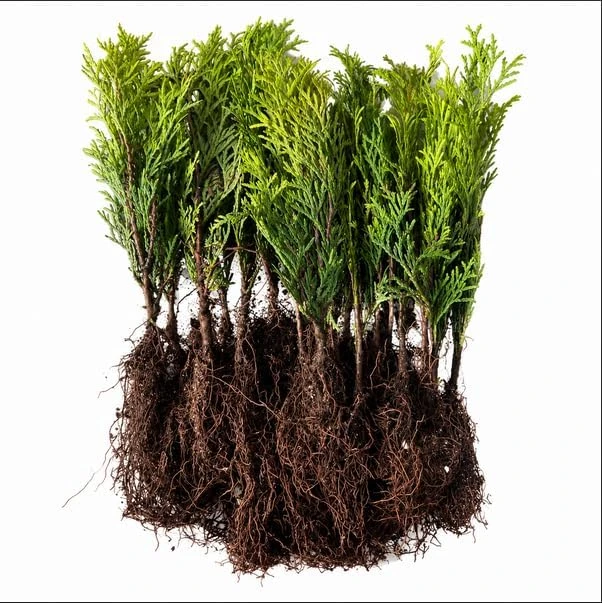 Emerald Green Arborvitae Live Plants - 5 Trees, 6-12 Tall, Bare Root - Image 2