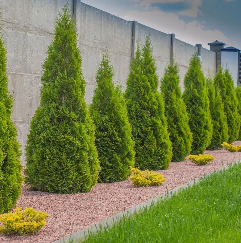 Emerald Green Arborvitae Live Plants - 5 Trees, 6-12 Tall, Bare Root - Image 3