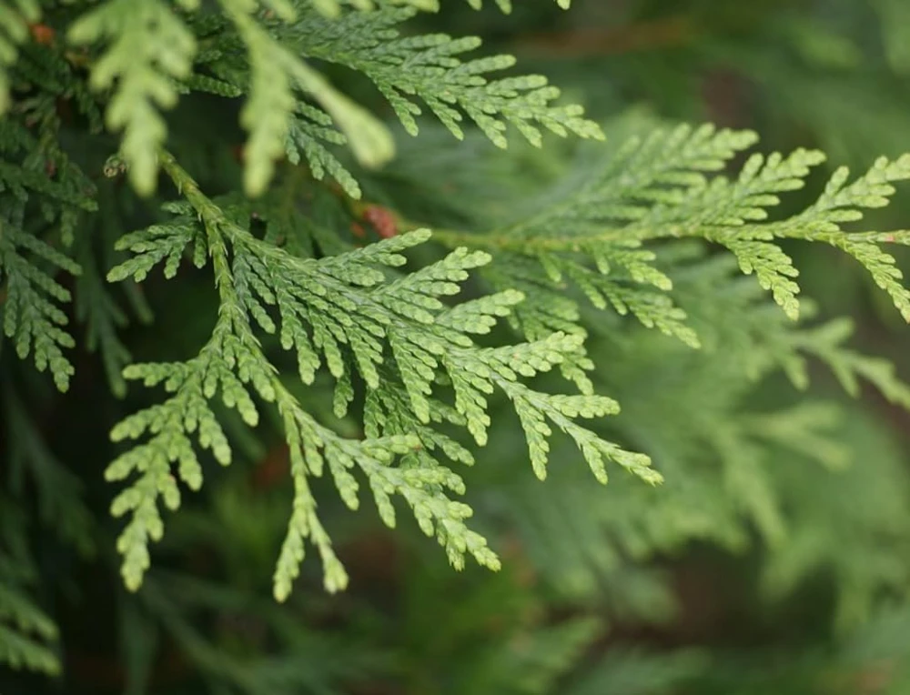 Emerald Green Arborvitae Live Plants - 5 Trees, 6-12 Tall, Bare Root - Image 4
