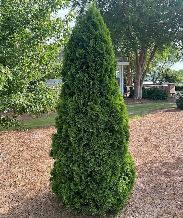 Emerald Green Arborvitae Live Plants - 5 Trees, 6-12 Tall, Bare Root - Image 5