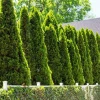 Emerald Green Arborvitae Live Plants - 5 Trees, 6-12 Tall, Bare Root - Image 1