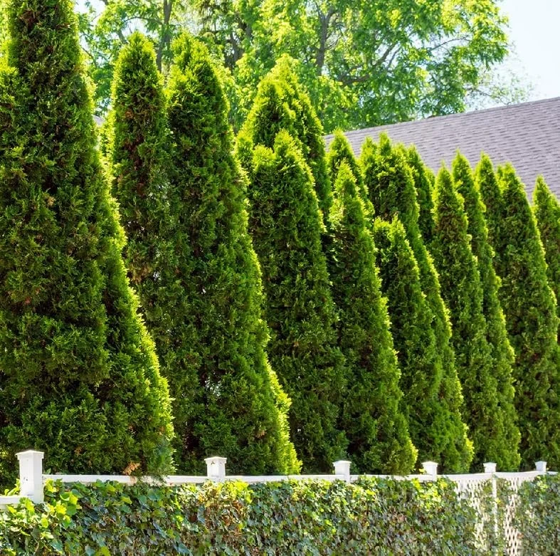 Emerald Green Arborvitae Live Plants - 5 Trees, 6-12 Tall, Bare Root - Image 1