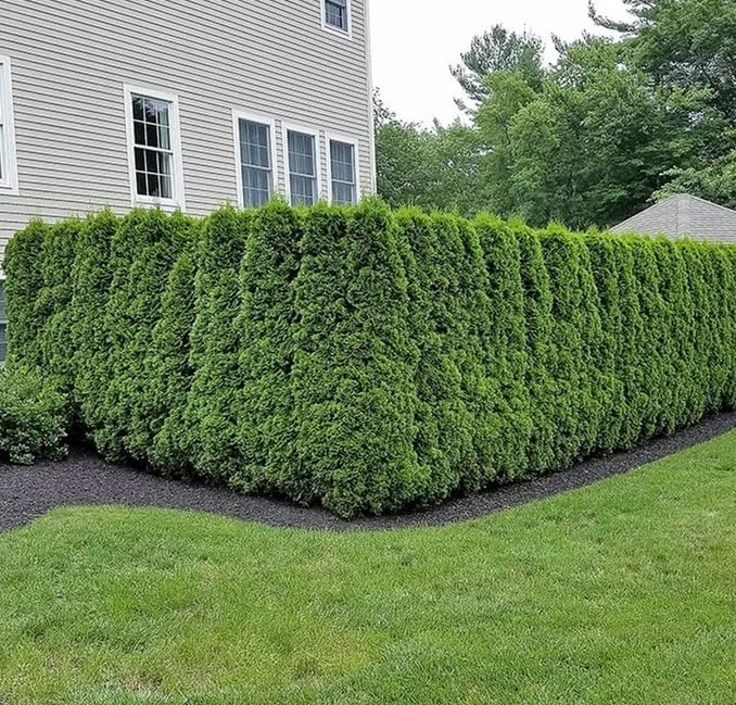 Emerald Green Arborvitae Live Plants - 5 Trees, 6-12 Tall, Bare Root - Image 7