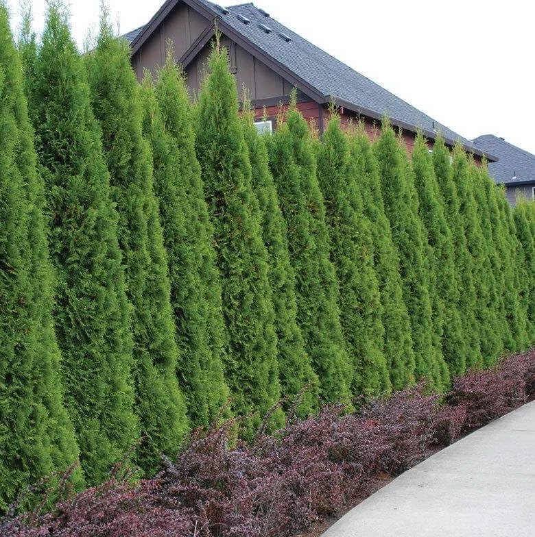 Emerald Green Arborvitae Live Plants - 5 Trees, 6-12 Tall, Bare Root - Image 8