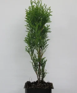 Emerald Green Arborvitae Live Tree, Thuja occ. 'Smaragd', Evergreen Privacy Plant, 6-10" Tall in 3.5" Pot, Outdoor - Image 2