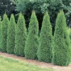 Emerald Green Arborvitae Live Tree, Thuja occ. 'Smaragd', Evergreen Privacy Plant, 6-10" Tall in 3.5" Pot, Outdoor - Image 1