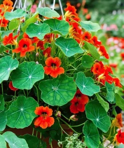 Empress of India Nasturtium Seeds – 25 Count – Deep Red Edible Flowers – Annual - Image 2