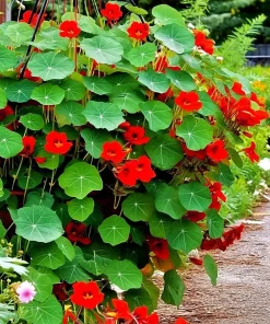 Empress of India Nasturtium Seeds – 25 Count – Deep Red Edible Flowers – Annual - Image 3